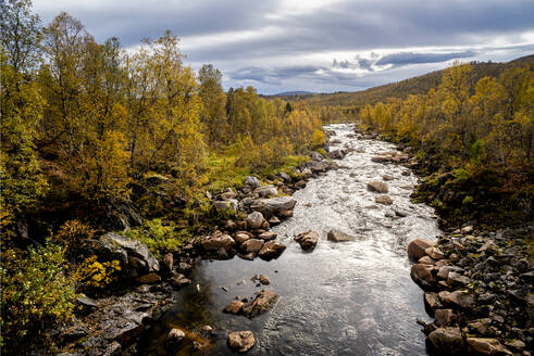 Weißbirke (Betula pendula) in Herbstfärbung und Fluss, Senja, Norwegen, Skandinavien, Europa - RHPLF12517