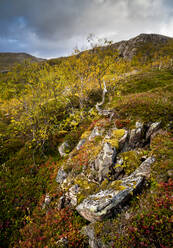 Herbstfärbung im Anderdalen-Nationalpark, Senja, Norwegen, Skandinavien, Europa - RHPLF12529