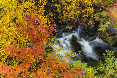 Eberesche (Sorbus aucuparia) und Hängebirke {Betula pendula), und schnell fließender Bach, Herbstfärbung, Ruska, Muonio, Lappland, Finnland, Europa - RHPLF12535