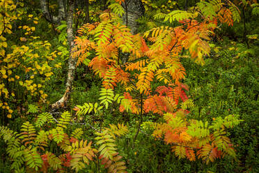 Vogelbeerbaum (Sorbus aucuparia) in Herbstfärbung, Ruska, Muonio, Lappland, Finnland, Europa - RHPLF12536