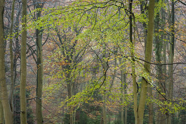 Common beech (Fagus sylvatica) trees, autumn colour, King's Wood, Challock, Kent, England, United Kingdom, Europe - RHPLF12544