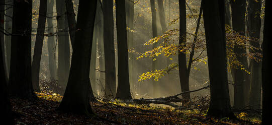 Rotbuche (Fagus sylvatica), morgendliches Sonnenlicht, Herbstfärbung, King's Wood, Challock, Kent, England, Vereinigtes Königreich, Europa - RHPLF12545