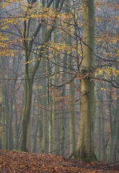 Common beech (Fagus sylvatica) trees, autumn colour, King's Wood, Challock, Kent, England, United Kingdom, Europe - RHPLF12546