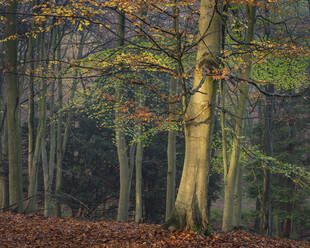 Rotbuche (Fagus sylvatica), Herbstfärbung, King's Wood, Challock, Kent, England, Vereinigtes Königreich, Europa - RHPLF12547