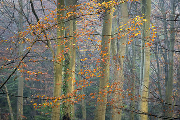 Rotbuche (Fagus sylvatica), Herbstfärbung, King's Wood, Challock, Kent, England, Vereinigtes Königreich, Europa - RHPLF12552