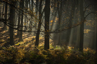 Rotbuche (Fagus sylvatica), morgendliches Sonnenlicht, Herbstfärbung, King's Wood, Challock, Kent, England, Vereinigtes Königreich, Europa - RHPLF12553
