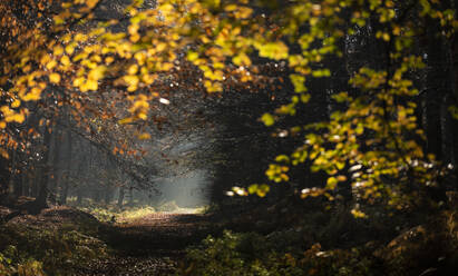 Rotbuche (Fagus sylvatica) und Weg, Morgensonne, Herbstfarbe, King's Wood, Challock, Kent, England, Vereinigtes Königreich, Europa - RHPLF12554