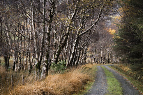 Silberbirkenallee (Betula pendula) und Weg im Herbst, The Black Valley, Killarney National Park, County Kerry, Munster, Republik Irland, Europa - RHPLF12563