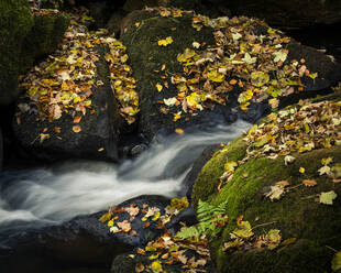 Herbstlaub auf moosbewachsenen Felsen, Padley Gorge, Peak District National Park, Derbyshire, England, Vereinigtes Königreich, Europa - RHPLF12571