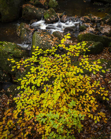 Buchenblätter (Fagus sylvatica) und Bach im Herbst, Padley Gorge, Peak District National Park, Derbyshire, England, Vereinigtes Königreich, Europa, lizenzfreies Stockfoto