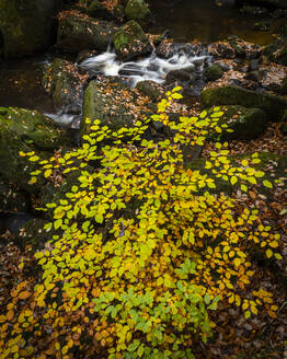 Buchenblätter (Fagus sylvatica) und Bach im Herbst, Padley Gorge, Peak District National Park, Derbyshire, England, Vereinigtes Königreich, Europa - RHPLF12582