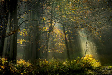 Rotbuche (Fagus sylvatica), morgendliches Sonnenlicht, Herbstfärbung, King's Wood, Challock, Kent, England, Vereinigtes Königreich, Europa - RHPLF12588