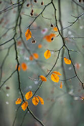 Blätter der Rotbuche (Fagus sylvatica), Herbstfarbe, King's Wood, Challock, Kent, England, Vereinigtes Königreich, Europa - RHPLF12589