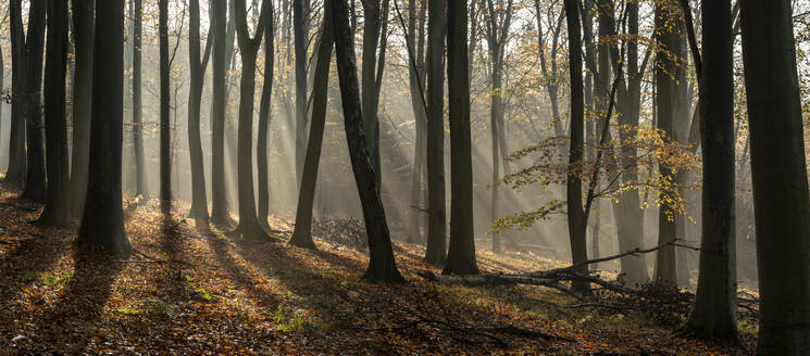 Rotbuche (Fagus sylvatica), morgendliches Sonnenlicht, Herbstfärbung, King's Wood, Challock, Kent, England, Vereinigtes Königreich, Europa - RHPLF12592