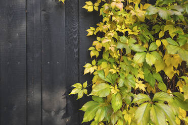 Germany, Brandenburg, Potsdam, Vines turning yellow in autumn - ASCF01048