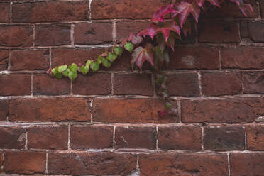 Germany, Brandenburg, Potsdam, Autumn vines against brick wall - ASCF01056