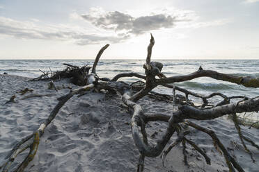 Deutschland, Darss, Treibholz am Strand - MYF02181