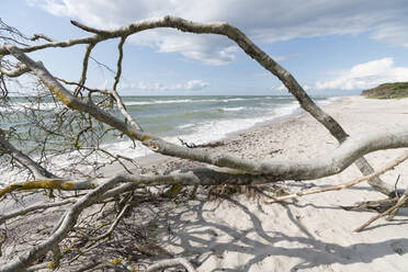 Germany, Darss, Driftwood on beach - MYF02183