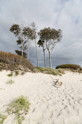 Germany, Darss, Weststrand, Trees on beach - MYF02186