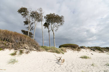 Deutschland, Darss, Weststrand, Bäume am Strand - MYF02187