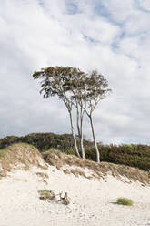 Deutschland, Darss, Weststrand, Bäume am Strand - MYF02188