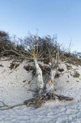 Deutschland, Darss, Weststrand, Gefällte Bäume am Strand - MYF02189