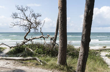 Germany, Darss, Weststrand, Trees on beach - MYF02190