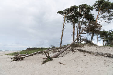 Deutschland, Darss, Weststrand, Bäume am Strand - MYF02191