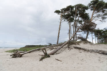 Germany, Darss, Weststrand, Trees on beach - MYF02191