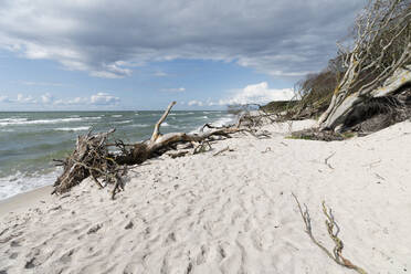 Germany, Darss, Weststrand, Driftwood on beach - MYF02192