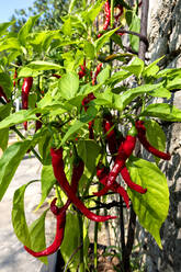 Deutschland, Würzburg, Rote Paprika aus eigenem Anbau - NDF00997