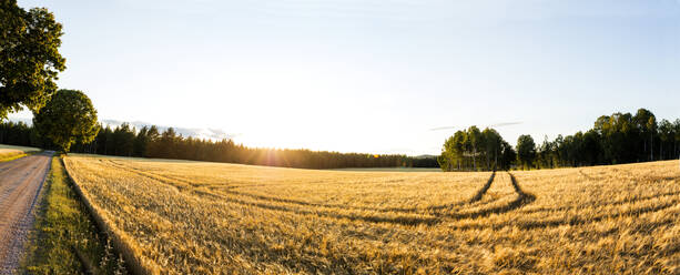 Blick auf ein Gerstenfeld an einem sonnigen Tag - JOHF04375
