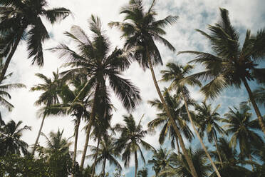 Palm trees - JOHF04590