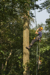 Männlicher Baumpfleger mit Seilgurt, der sich an einem Baumstamm hinaufbewegt, Tiefblick - CUF52609