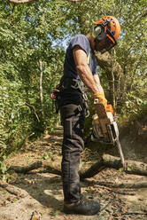 Male tree surgeon on woodland path sawing tree branch using chainsaw, low angle view - CUF52612