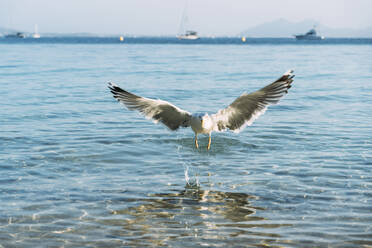 Fliegende Möwe, die in der Nähe der Strandpromenade landet, Pollenca, Mallorca, Spanien - GEMF03247