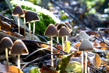 Germany, Saxony, Mushrooms growing in Autumn forest - JTF01404