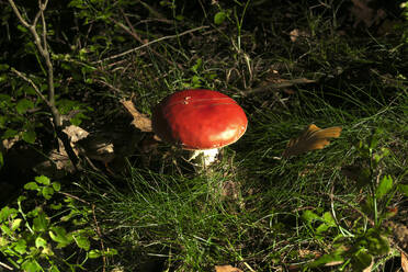 Germany, Saxony, Mushroom growing in Autumn forest - JTF01405