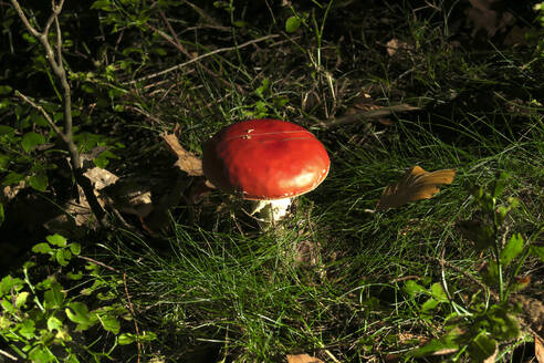 Deutschland, Sachsen, Pilzanbau im Herbstwald - JTF01405