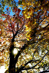 Germany, Saxony, Low angle view of maple tree in Autumn forest - JTF01406