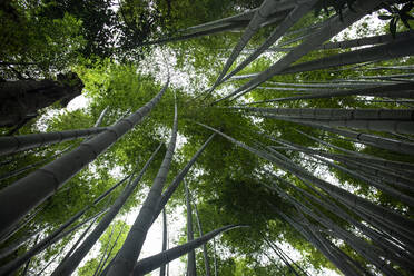 Bambuswald von Kamakura, Japan - ABZF02666
