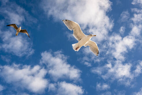 Two seagulls in the sky - EGBF00495