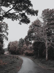 Road meandering through a forest - CAVF65925