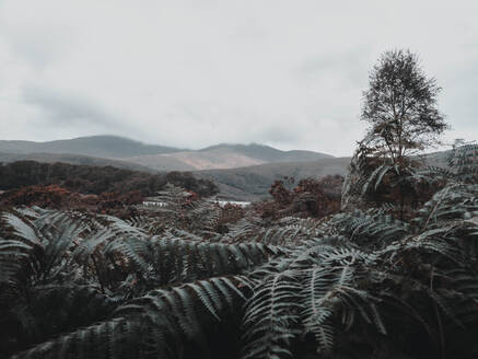 Ferns in the foreground with cloudy mountains in the background - CAVF65927