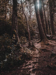 Sunbeams entering between two tree trunks in a forest - CAVF65928