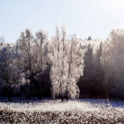 Snow covered on trees - CAVF66105