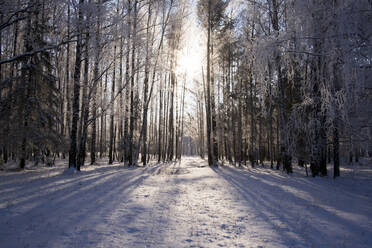 Schnee auf Bäumen im Winter - CAVF66106