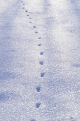 High angle view of animal footprints on snow covered field - CAVF66107