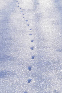 Hohe Winkelansicht von Tierfußspuren auf schneebedecktem Feld - CAVF66107