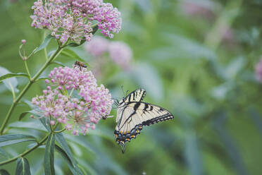 Nahaufnahme von Papilio machaon auf einer Pflanze - CAVF66208